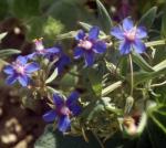 : - Anagallis monelli