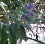 : - Buddleja salviifolia