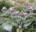 : - Carduus carlinoides