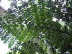 : - Caryota no