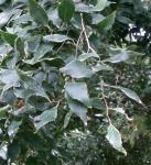Bunges Zürgelbaum - Celtis bungeana