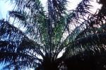 Ölpalme - Elaeis guineensis