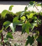 : - Hedera maroccana
