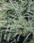 Ostamerikanische Lärche - Larix laricina