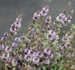 Polei-Minze - Mentha pulegium
