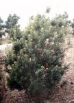 Gagelbaum - Morella faya