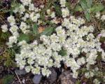 Silber-Mauermiere - Paronychia argentea