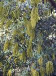 Stein-Eiche - Quercus ilex