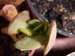 : - Kleinia grantii
