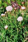 : - Armeria pseudarmeria