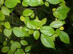 Amerikanische Hainbuche - Carpinus caroliniana