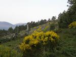 : - Cytisus balansae