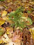 : - Dendrolycopodium hickeyi