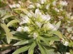 : - Echium brevirame