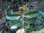 Harungana - Harungana madagascariensis
