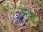 : - Declieuxia fruticosa