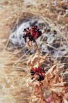 : - Paeonia broteri