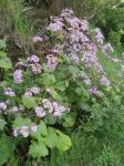 Papier-Cinerarie - Pericallis papyracea