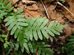 : - Polypodium appalachianum