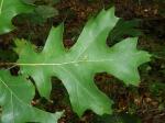 Sumpf-Eiche - Quercus palustris