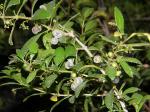: - Rubia fruticosa