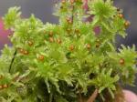 : - Sphagnum tenellum
