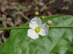 : - Echinodorus macrophyllus