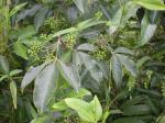 : - Melicope pteleifolia