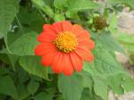 Rundblättrige Tithonie - Tithonia rotundifolia