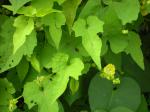 : - Merremia hederacea