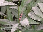 : - Alpinia conchigera