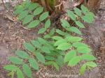 : - Wrightia pubescens
