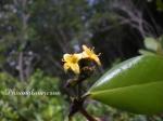 Indische Mangrove - Avicennia officinalis