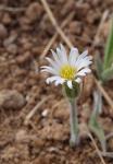 : - Inulopsis camporum