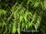 : - Trema cannabina