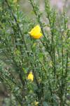 Besenginster - Cytisus scoparius