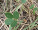 : - Chamaecrista fagonioides var. macrocalyx