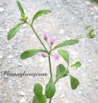 Graue Vernonie - Cyanthillium cinereum