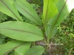 Curcuma - Curcuma aromatica
