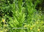 Amerikanische Flockenblume - Centaurea americana