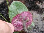 : - Coccocypselum cordifolium