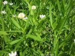 Alligatorkraut - Alternanthera philoxeroides