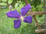 Italienische Waldrebe - Clematis viticella