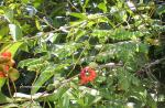 : - Archidendron clypearia