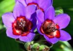 : - Babiana rubrocyanea