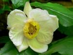 : - Calycanthus chinensis