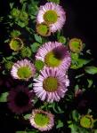 Blauer Feinstrahl - Erigeron glaucus