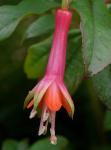 : - Fuchsia denticulata