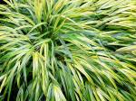 : - Hakonechloa macra
