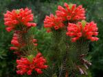 : - Erica viscaria subsp. longifolia